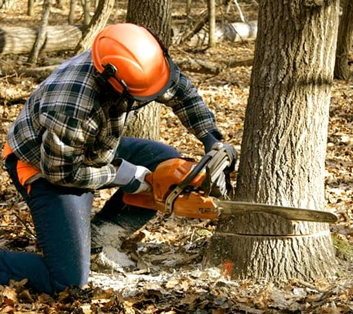 Tree Removal in Fay, OK